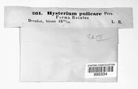 Hysterium pulicare image